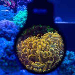 Orphek Omini 77mm Magnetic Lens Kit