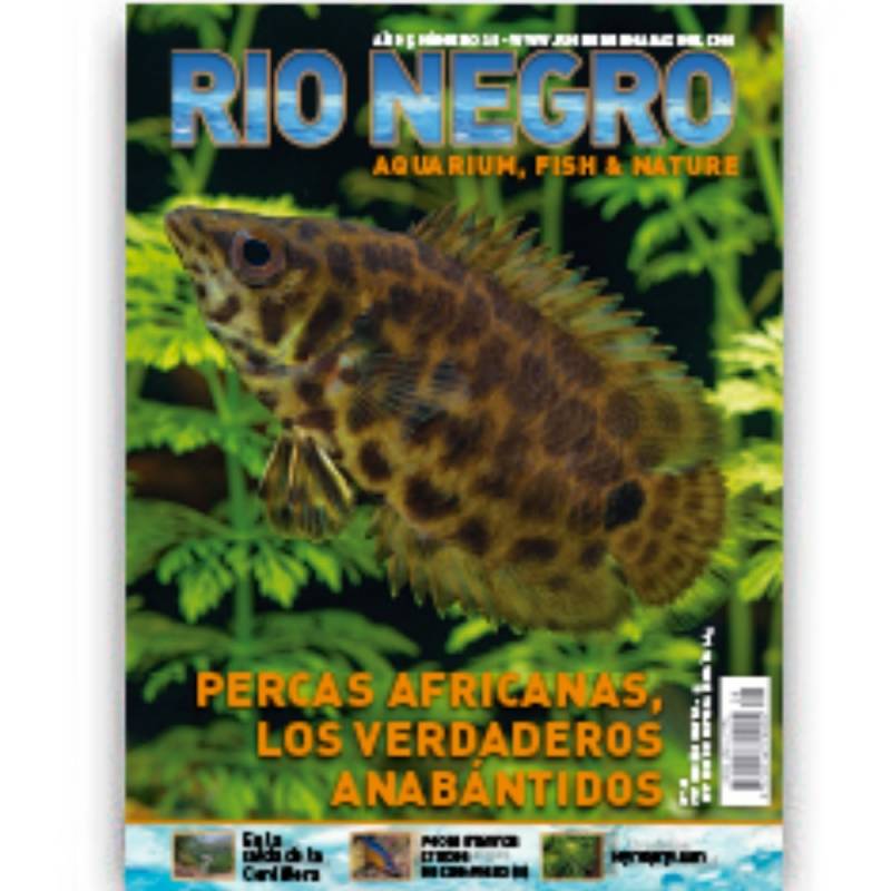 Rio Negro  nº 28