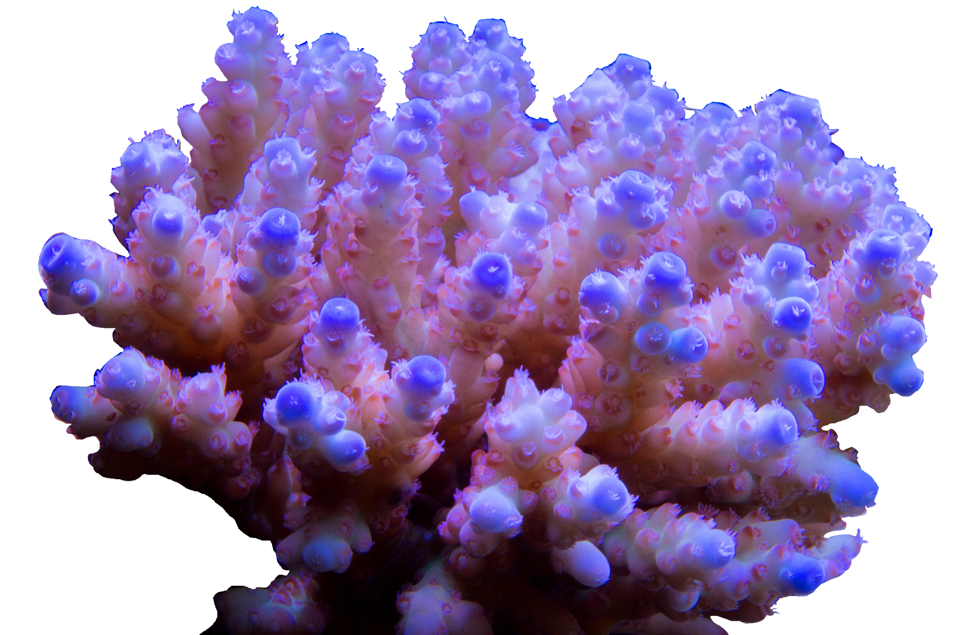 Твердые водоросли. Акропора коралл. Морские кораллы зоантусы. Leiopathes коралл. Коралловые полипы и водоросли.