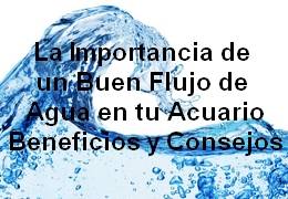 La Importancia de un Buen Flujo de Agua en tu Acuario Beneficios y Consejos