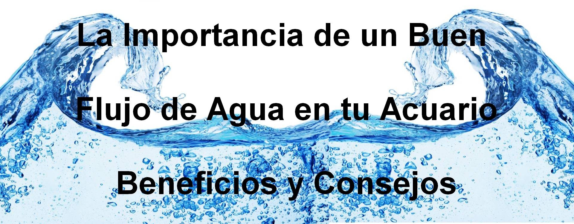 La Importancia de un Buen Flujo de Agua en tu Acuario Beneficios y Consejos La Importancia de un Buen Flujo de Agua en tu Acuario Beneficios y Consejos